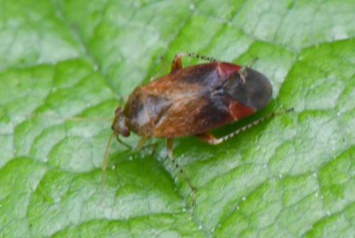 Psallus sp.